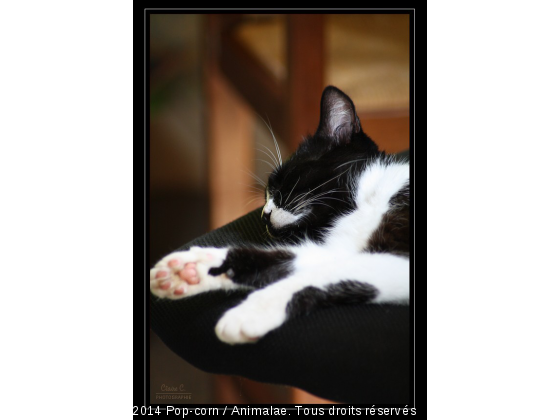 Le repos du guerrier - Photo de Chats