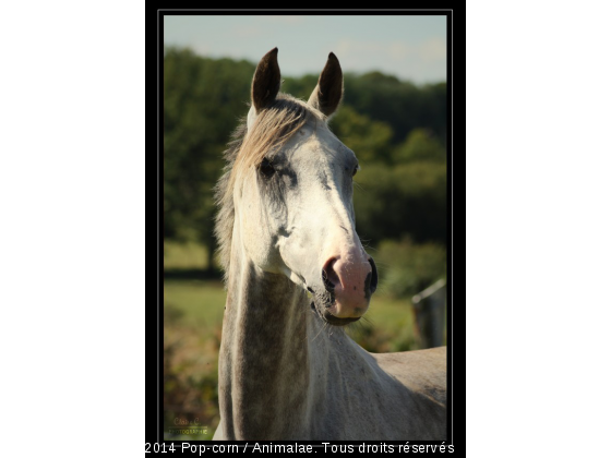 Regard envoutant - Photo de Chevaux