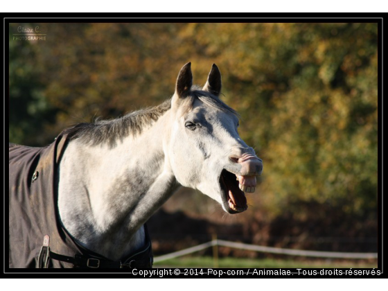 C&#039;est dure la vie - Photo de Chevaux