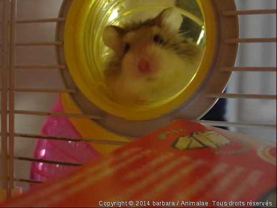 Mon hamster - Photo de Rongeurs