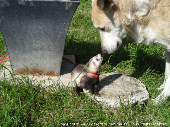 Bandit  et  Pollux - Photo de Chiens