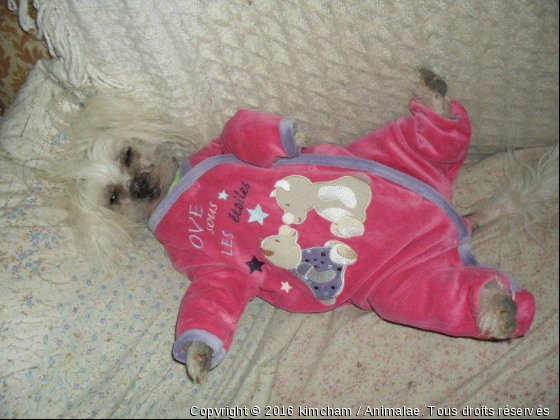Bébé Aktaou - Photo de Chiens