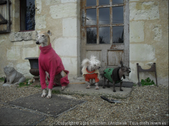 tenues d&#039;hiver - Photo de Chiens