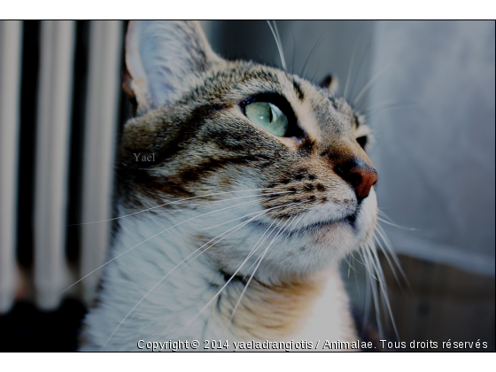 Lily. Mon chat ^.^  - Photo de Chats