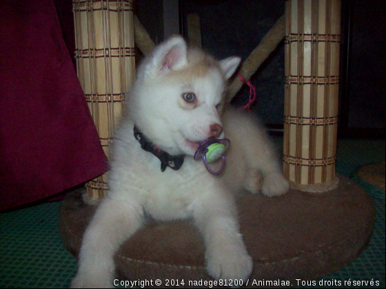 Ma Petite Hatchi avec sa tétine - Photo de Chiens