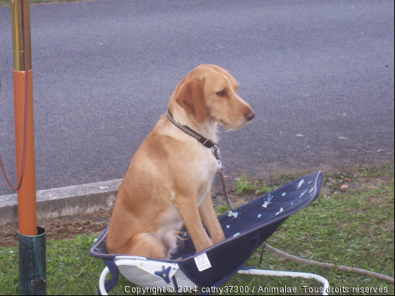 mon toutou - Photo de Chiens