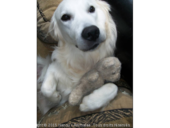 Eban et son nounours - Photo de Chiens