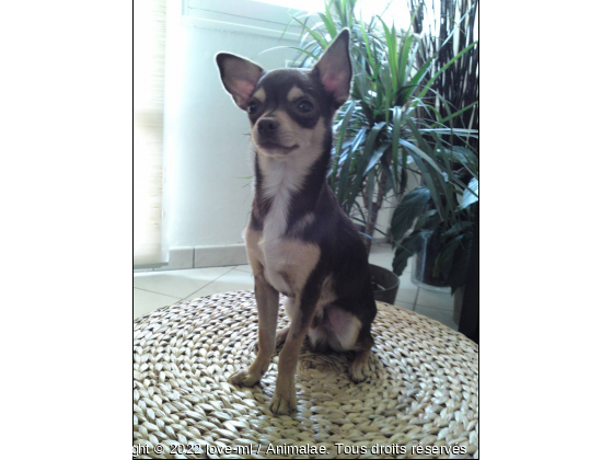SNOOPY - Photo de Chiens