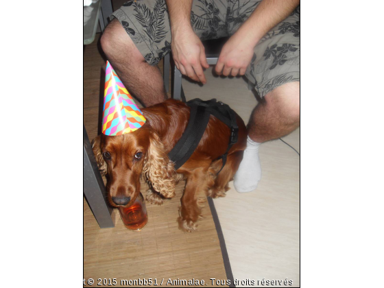 Cooky fait la fête !!! - Photo de Chiens