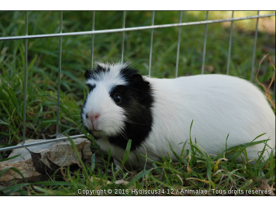 Hybiscus - Photo de Rongeurs