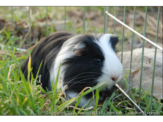 Zénith, le petit cochon d&#039;inde - Photo de Rongeurs