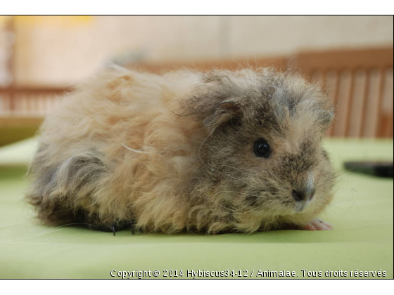 Sunshine, femelle cochon d&#039;inde mérinos  - Photo de Rongeurs