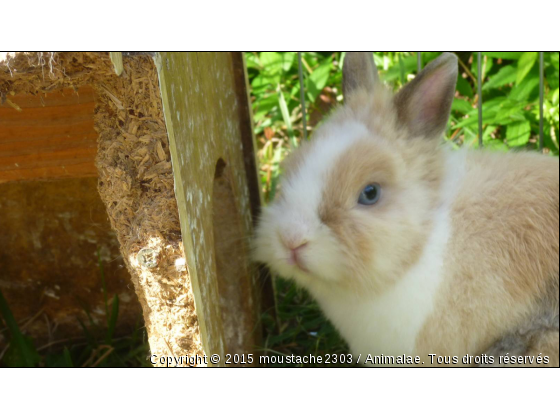 mon petit lapin - Photo de Rongeurs