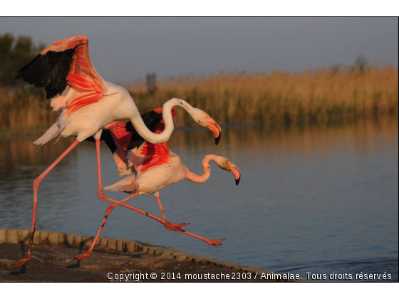 Flament Rose au décolage - Photo de Oiseaux