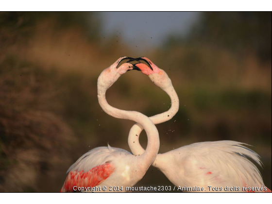 cout de bec de flament rose - Photo de Oiseaux