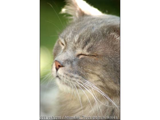 Chat fermant les yeux - Photo de Chats