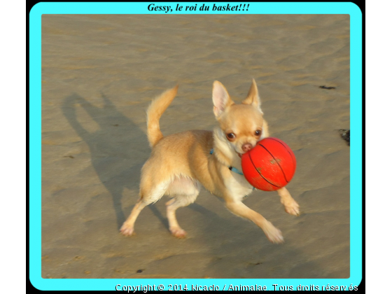 Gessy - Photo de Chiens