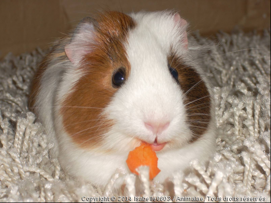 Cobaye mangeant une carotte - Photo de Rongeurs