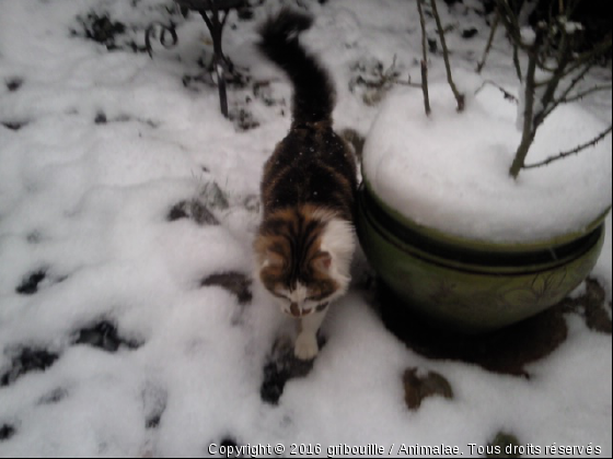 gribouille a la neige - Photo de Chats