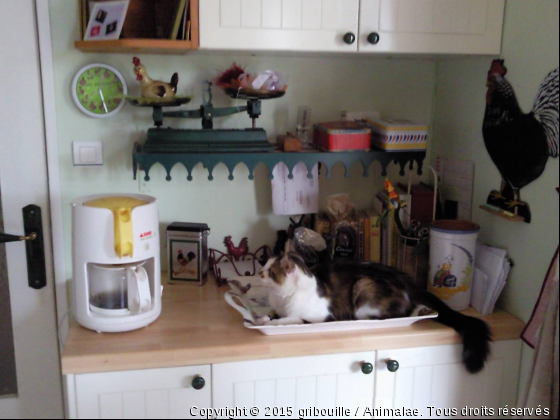 gribouille entrain de surveiller la cafetière - Photo de Chats