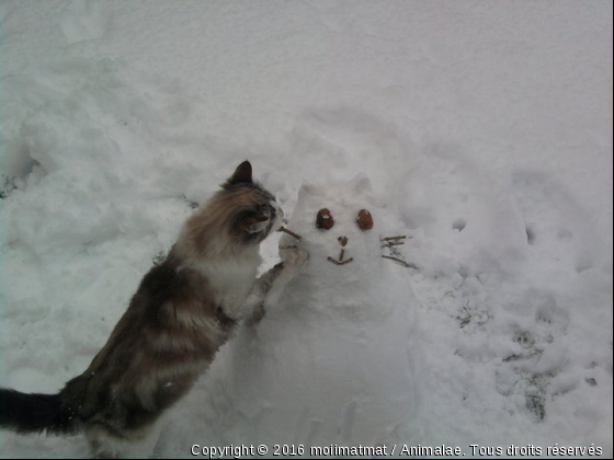 Flamby e hiver - Photo de Chats