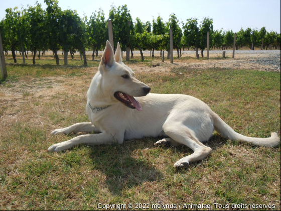 Fiona - Photo de Chiens