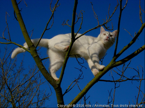 Vanille 2 - Photo de Chats