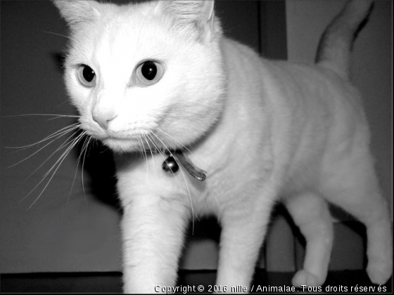 Vanille 4 - Photo de Chats