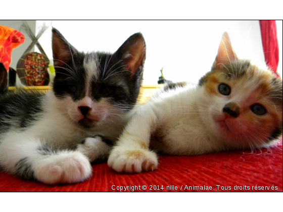 Cassi &amp; son frere - Photo de Chats