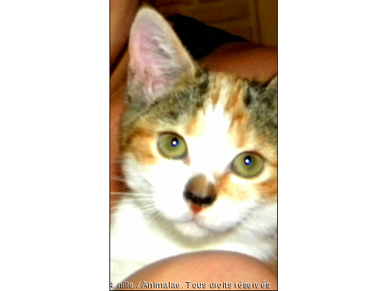 Cassi - Photo de Chats