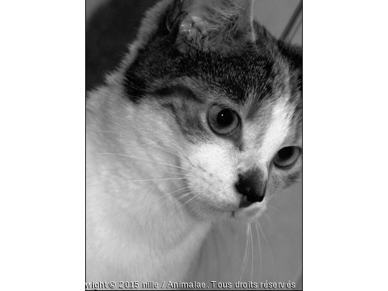 Cassi - Photo de Chats