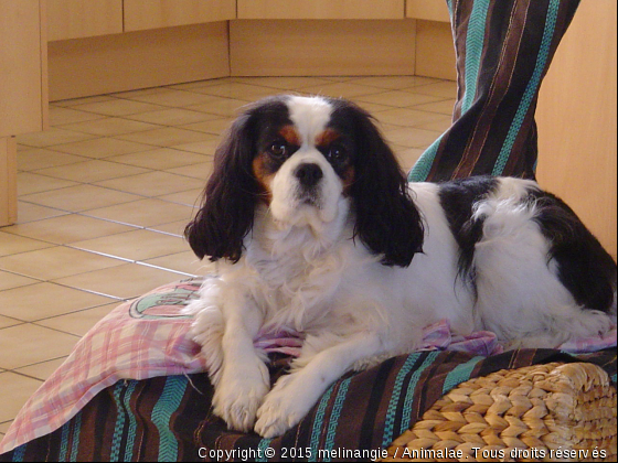 angie - Photo de Chiens