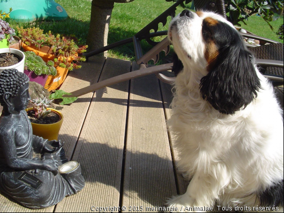 Chien boudhiste ? - Photo de Chiens