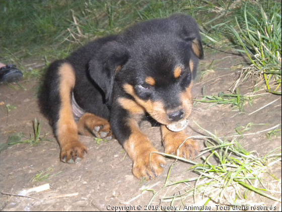 feeby - Photo de Chiens