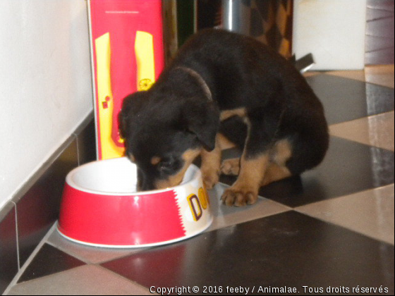 feeby en train de manger - Photo de Chiens