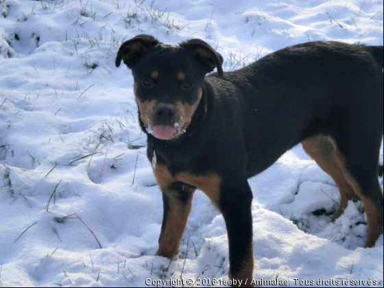 feeby dans la neige - Photo de Chiens