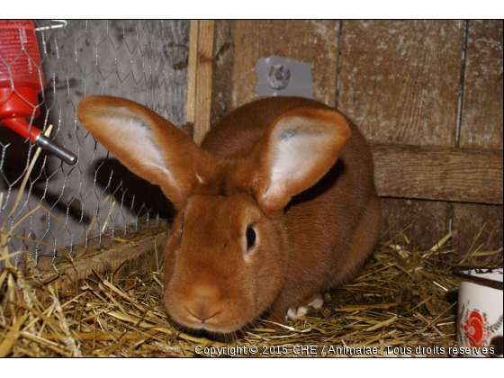 Fauve de Bourgogne - Photo de Animaux Ferme