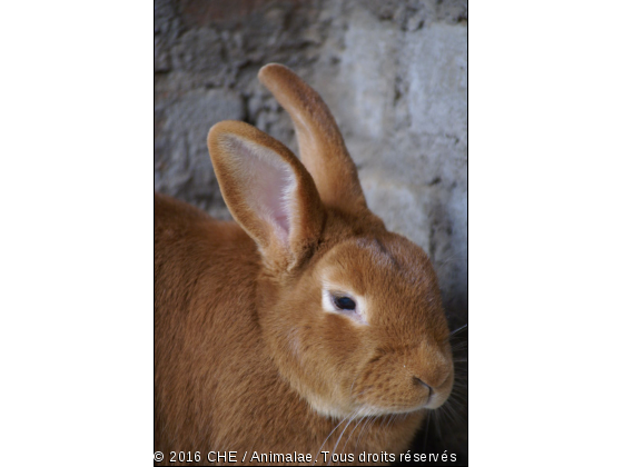 Fauve de Bourgogne - Photo de Animaux Ferme