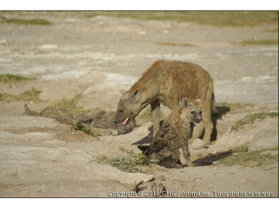 AMBOSELI - Photo de Animaux sauvages