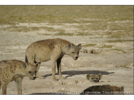 AMBOSELI - Photo de Animaux sauvages