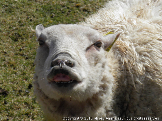 mouton grimacier - Photo de Animaux Ferme