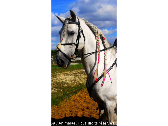 Prestigieux  - Photo de Chevaux