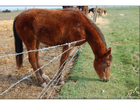 cheval intéligant - Photo de Chevaux