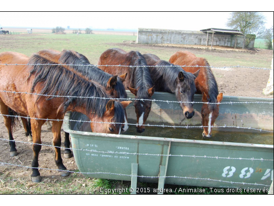 On meurt de soif............ - Photo de Chevaux