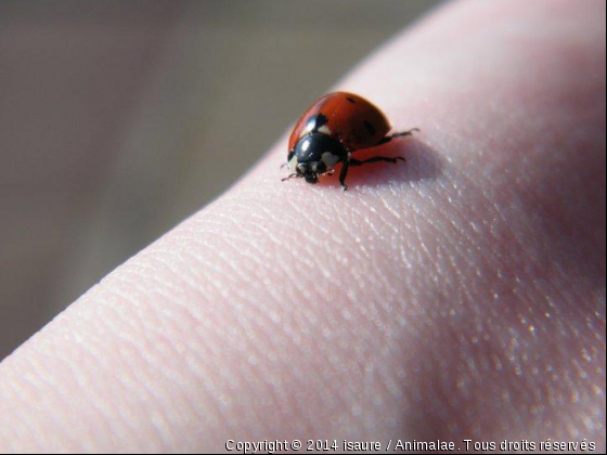 Une petite coccinelle - Photo de Animaux sauvages