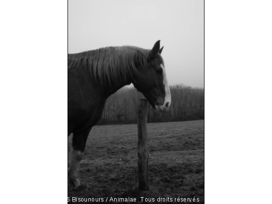 La détente. - Photo de Chevaux