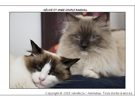 delice et ange couple de Ragdoll - Photo de Chats