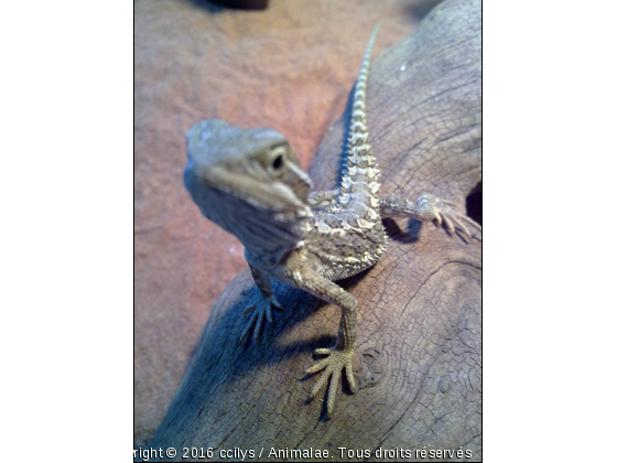 doly - Photo de Reptiles