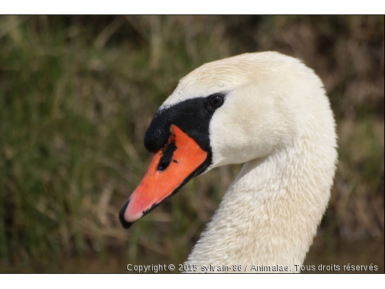 Portrait d’un cygne  - Photo de Oiseaux