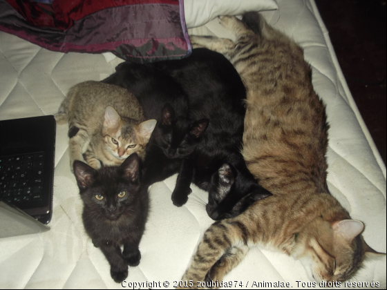 la famille se repose et je les surveille - Photo de Chats